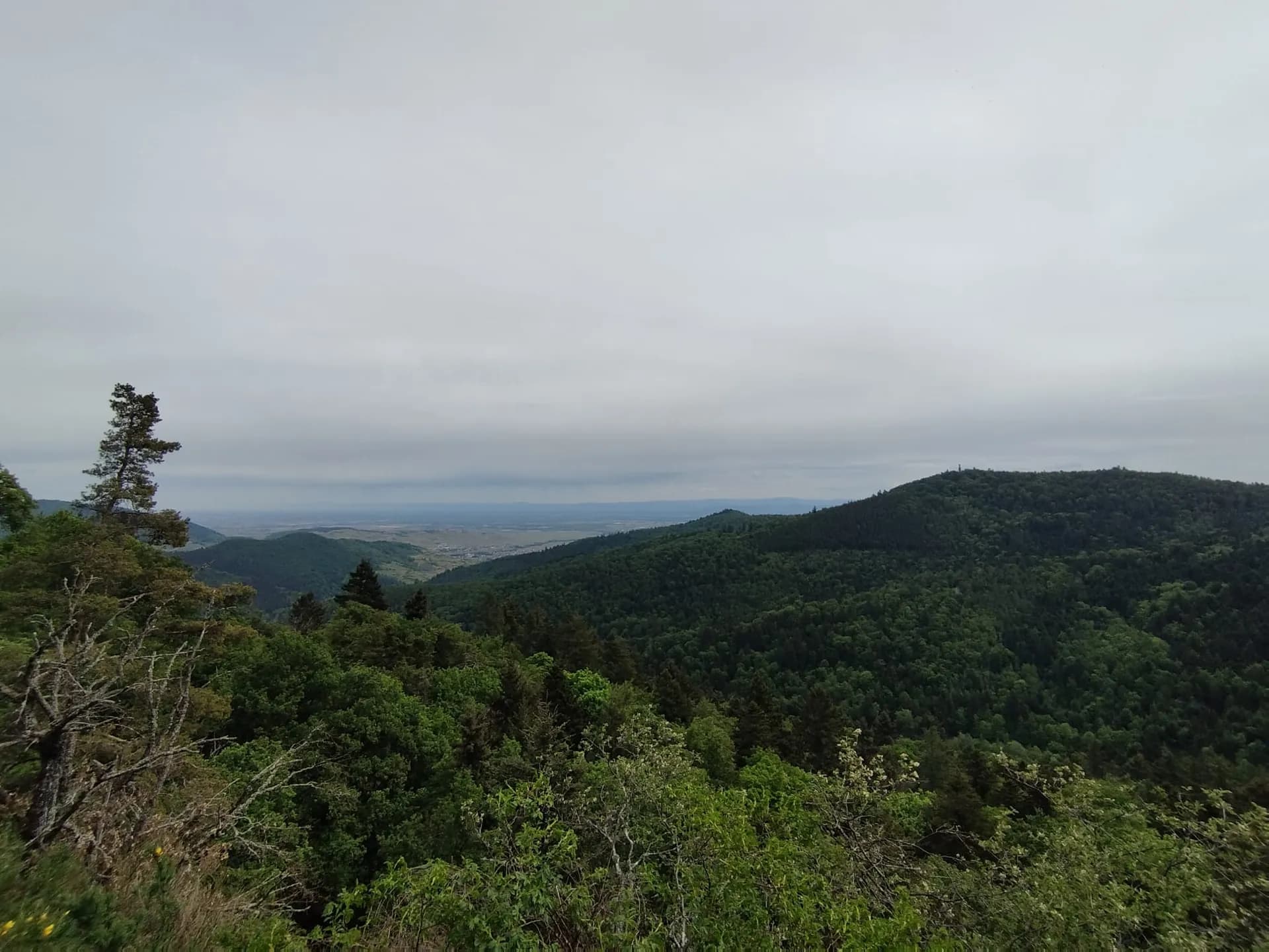 Chemin en forêt avec lumière dorée, symbolisant l'accompagnement vers la sérénité